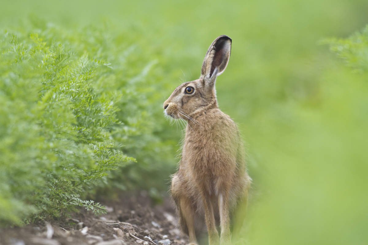 Steve-Deeley-hare