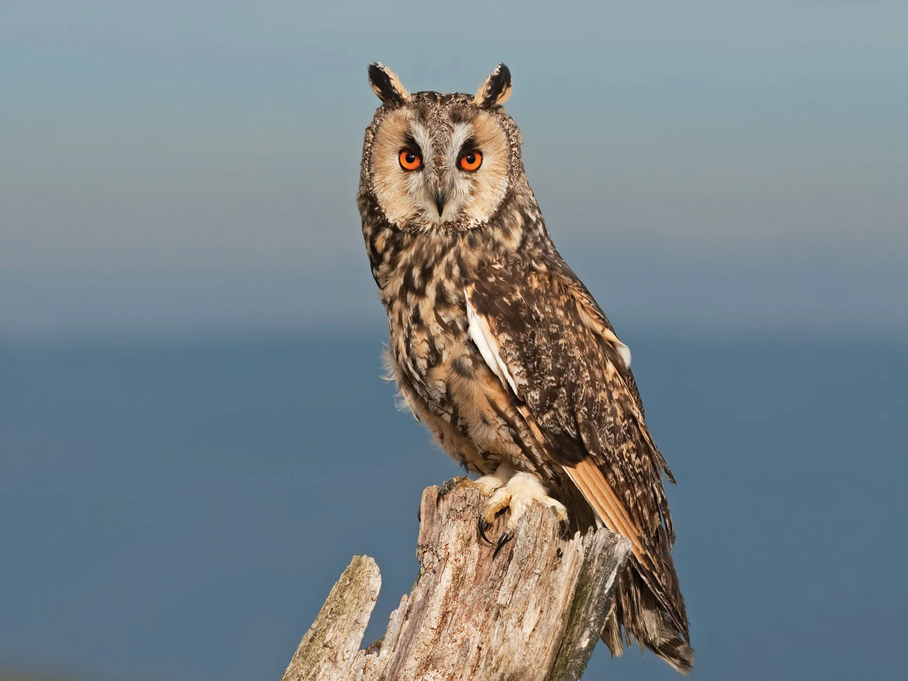 long-eared-owl_2023-04-14-102503_wnsy