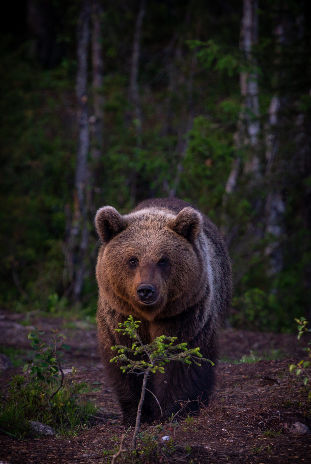 portrait-grizzly-bear-forest