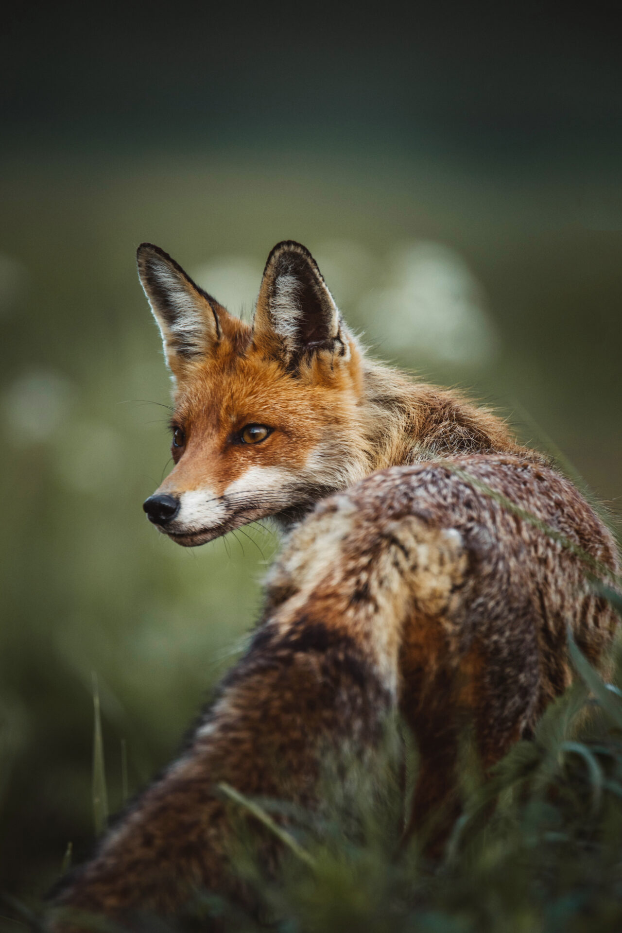 portrait-red-fox-wilderness-forest